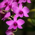 orchid longwood gardens 0965 23sep20zac