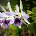 orchid_longwood_gardens_0970_23sep20zac.jpg