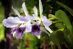 orchid longwood gardens 0970 23sep20zac