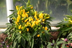 peppers longwood gardens 0985 23sep20