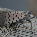 spotted lanternfly lycorma delicatula longwood gardens 0950 23sep20