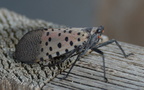spotted lanternfly lycorma delicatula longwood gardens 0950 23sep20