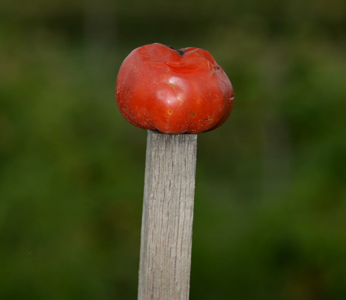 tomato macintosh fruit farm 0485 3sep20