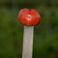 tomato macintosh fruit farm 0485 3sep20