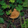 mushroom limberlost trail 9369 29jul20zac