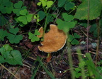mushroom limberlost trail 9369 29jul20zac