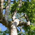 white oak quercus alba limberlost trail 9381 29jul20