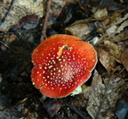 mushroom burke lake 9809 1aug20zac