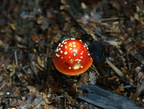 mushroom burke lake 9812 1aug20zac