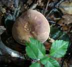 mushroom burke lake 9819 1aug20zac