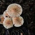 mushrooms burke lake 9879 1aug20