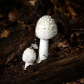 mushrooms burke lake 9824 1aug20zac
