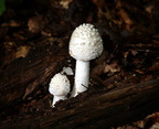 mushrooms burke lake 9824 1aug20zac