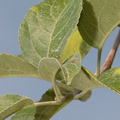 apple leaf macintosh fruit farm 9967 20aug20