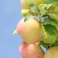 apple_macintosh_fruit_farm_9966_20aug20.jpg