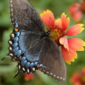 spice swallowtail papilio troilus monticello 0310 2sep20