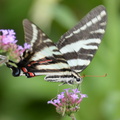 zebra swallowtail protographium marcellus monticello 0385 2sep20