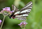 zebra swallowtail protographium marcellus monticello 0385 2sep20
