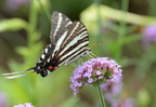 zebra swallowtail protographium marcellus monticello 0395 2sep20