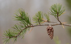 mountain pine pinus pungens great falls 1751 27nov20
