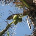 coconut cocos nucifera puerto de sol bolinao pangasinan 2076 12apr10