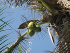 coconut cocos nucifera puerto de sol bolinao pangasinan 2076 12apr10