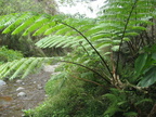 fern trail mount pinatubo 2325 13apr10