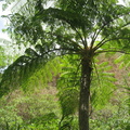 unknown tree mount pinatubo 2321 13apr10
