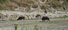 water buffalo enroute mount pinatubo 2210 13apr10