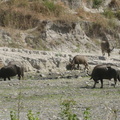 water_buffalo_enroute_mount_pinatubo_2210_13apr10.jpg