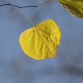 redbud_leaf_sugarloaf_mountain_11nov16.jpg