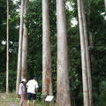 mahogany_plantation_mount_makiling_1197_1apr10.jpg