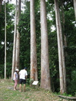 mahogany plantation mount makiling 1197 1apr10