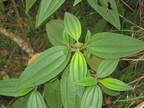 unknown plant descent mount arayat pampanga 1513 4apr10