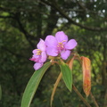 unknown flower descent mount arayat pampanga 1514 4apr10