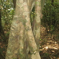 unknown tree descent mount arayat pampanga 1504 4apr10