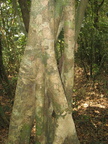 unknown tree descent mount arayat pampanga 1504 4apr10