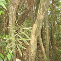 unknown tree descent mount arayat pampanga 1505 4apr10
