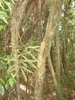 unknown tree descent mount arayat pampanga 1505 4apr10