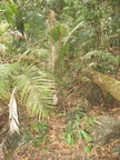unknown tree descent mount arayat pampanga 1509 4apr10