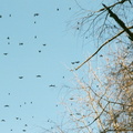 rusty blackbirds caledon state park 022 20a 17feb02