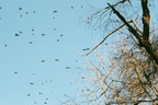 rusty blackbirds caledon state park 022 20a 17feb02