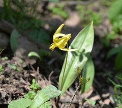 yellow trout lilly 18apr15
