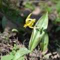 yellow trout lilly 18apr15