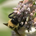 bumblebee 10jun15