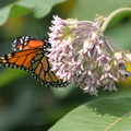 monarch 10jun15b