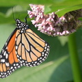 monarch 10jun15c