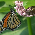 monarch 10jun15d
