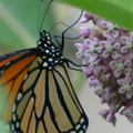 monarch 10jun15e
