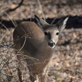 white tailed deer odocoileus virginianus w and od trail vienna 3185 7mar21
